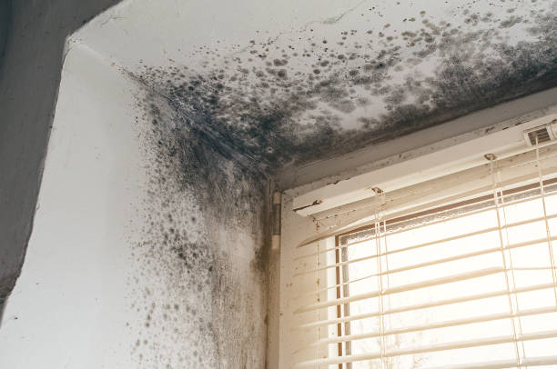 Mold Removal service in Rockville