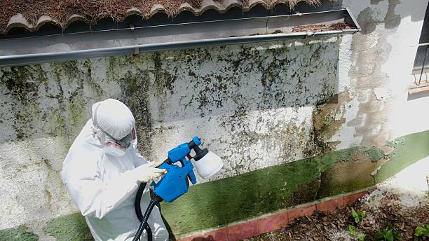 Mold Remediation service in Rockville, Rockville, MN